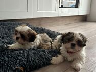 Shih Tzu Welpen reinrassig - Kerpen (Kolpingstadt)