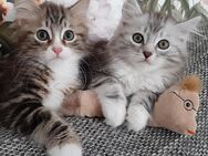 Sehr verschmuste Sibirische Katzen - Limeshain