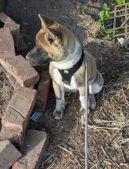 American Akita - Höxter