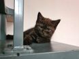 BKH Kitten Auszugsbereit in 67578