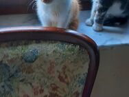 Katzenkitten aus Wohnungsaufzucht abzugeben - Steigra