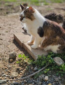 Ostara - Schau mir in die Augen, Kleines - Kirchheim (München)
