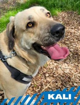 Kali - tolle Hündin für Anspruchsvolle - Berlin