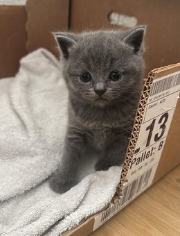 Bkh kitten Mädel noch frei - Waldshut-Tiengen Zentrum