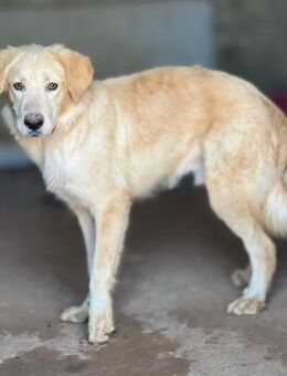 schüchterner Junghund - Tübingen