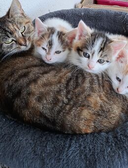 Glückskatze vom Bauernhof Katze Kater Kätzchen - Waldenburg (Sachsen)