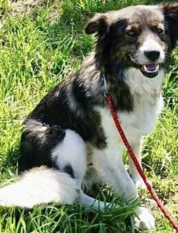 MIRA - wunderschön, kinderlieb - Weilheim (Oberbayern)