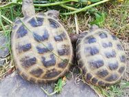 0,1 Vierzehenschildkröte aus 2019 - Rathenow