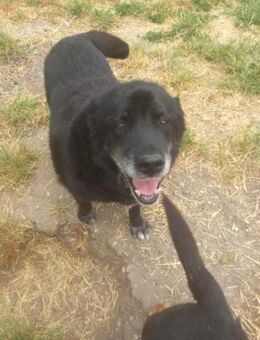 Senior Crnilo sucht seine Familie - Weilheim (Oberbayern)