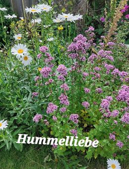 Verschiedene Ableger Pfennigkraut, Wiesenknöterich, Oregano, Ahorn, Haselnuss etc. - Norderstedt
