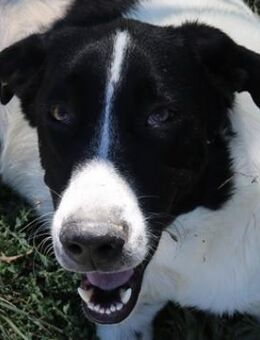 Rubin, geb. ca. 03/2019, Griechenland - Markdorf