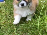 Chihuahua Shih-Tzu Mix - Düren