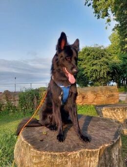 Bodhi Wirbelwind sucht Körbchen❤ - München