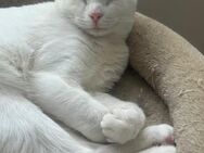 Türkisch angora-Britisch Kurzhaar Kater sucht ein liebevolles Zuhause - Kiel