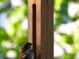 Edler Futterspender für Vögel aus Holzl mit Futter Silo 46772#D12 in 75217