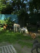 Hundekindergarten Frankfurt-Eckenheim in 60435