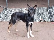 Nero sucht sein festes zuhause - Dorsten