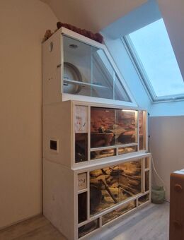 5 liebe Degu Weibchen mit riesigem Käfig abzugeben - Landsberg Oppin