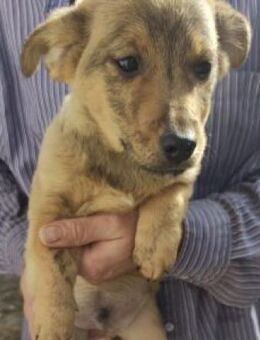 Damain 20 cm (Nov 25, wächst noch) - Alpenrod