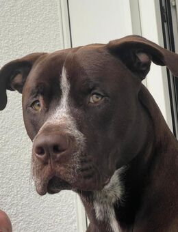 Junger Rüde „Arko“ sucht erfahrenes Zuhause - Schwerin