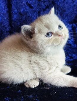 Bkh-Kitten mit dem Stammbaum - Dortmund