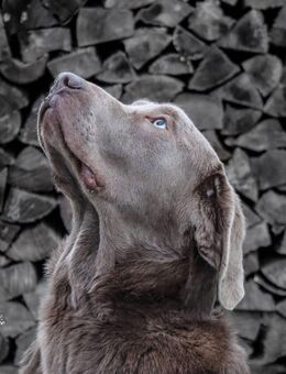 *Silberner Labrador Deckrüde* - Pirow
