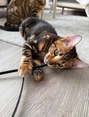 Bengal Katzenbabys suchen ein liebevolles Zuhause in 55268