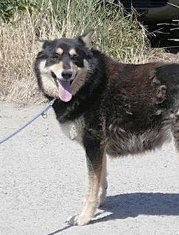 Lorie liebt Menschen über alles! - Karben