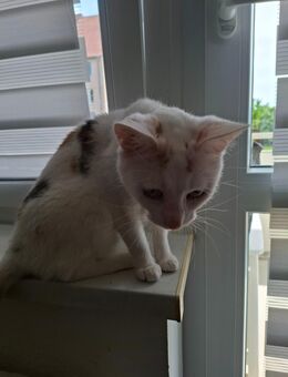 2 Katzen zu verkaufen - Freiberg