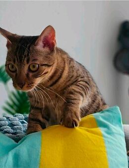 Zwei Bengal-Mix Katzen suchen gemeinsam zuhause - Baden-Baden