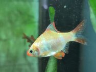 Sumatrabarbe puntius tetrazona gold - Duisburg