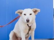 Wer gibt Lucy eine zweite Chance? - München