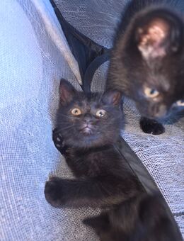 3 Schwarze BKHs suchen ein zuhause - Uffenheim
