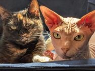 Sphynx und Schildplatt Katzen abzugeben - Bischofswerda