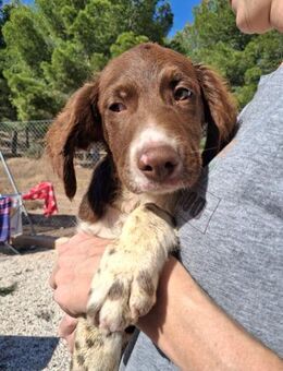 Amancio - ein typischer Welpe - Wöllstadt