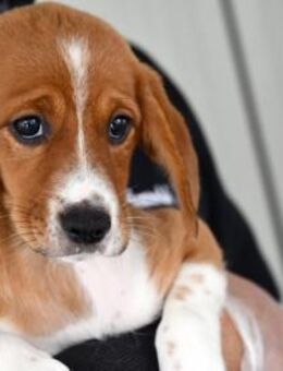 Calipso hofft auf seine Chance - Neuss