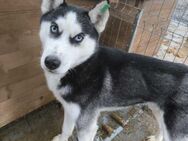 GUESH ~ Huskymix mit Augenbrauen - Duisburg