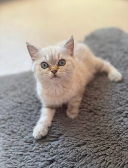 Wunderschöne bkh Katzen - Köln