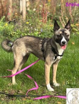 Stella bildschöne Junghündin 🐾 - Kissing