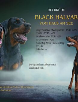 Deckrüde Dobermann - Rostock