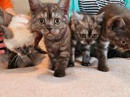 BKH (Britisch Kurzhaar) 5 Babys Kitten entwurmt geimpft - Köln
