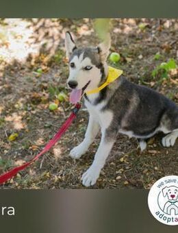 Shira: Hundekind sucht ein Zuhause - Kirchzell
