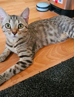 BRITTISCH KURZHAAR - BENGAL MIX Kitten - Sangerhausen