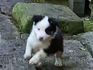 Australian Shepherd Welpen mit blauen Augen - Hellingen