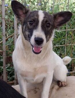 GEORGIA - liebe, sanfte Seele - Velbert