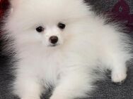 Pomeranian Zwergspitz Spitz Welpen