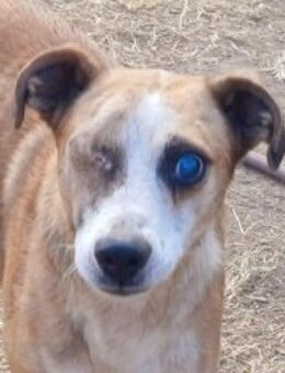 ALEXANDER - sieht mit dem Herzen gut - Weiterstadt