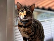 Bengal Kätzin 7 Monate mit Stammbaum - Ingolstadt