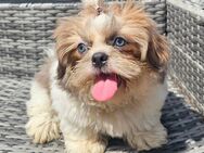 Shih-Tzu Hündin - Oranienburg
