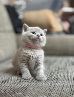 Bkh kitten kurzhaar lilac - Bünde Zentrum